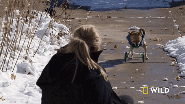 Learning To Walk Turbo Roo GIF - Learning To Walk Turbo Roo National Geographic GIFs