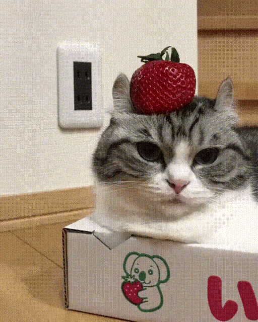 a cat with a strawberry on its head is laying in a box that says ' ii ' on it