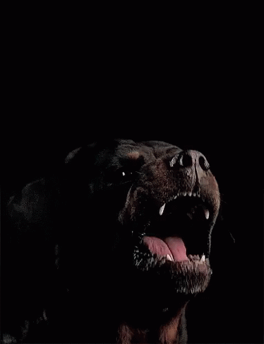 Dog Rottweiler GIF - Dog Rottweiler GIFs