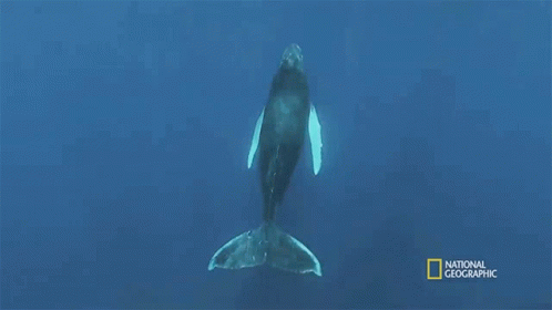 Coming Up For Air Humpback Whale Migration GIF - Coming Up For Air Humpback Whale Migration Shark Vs Whale GIFs