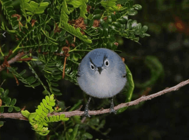 a small bird with a very angry look on its face is perched on a branch