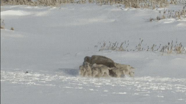 Wolfpack Attack GIF - Wolfpack Attack Bison GIFs