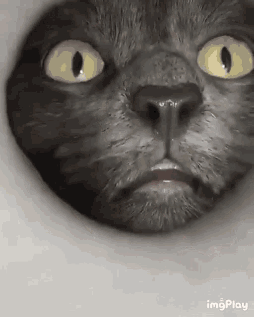 Cat Cats GIF - Cat Cats Sniff GIFs