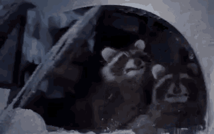 a couple of raccoons are sitting in a car door .