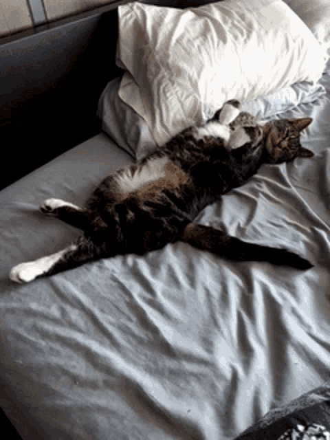 a cat laying on its back on a bed with two pillows