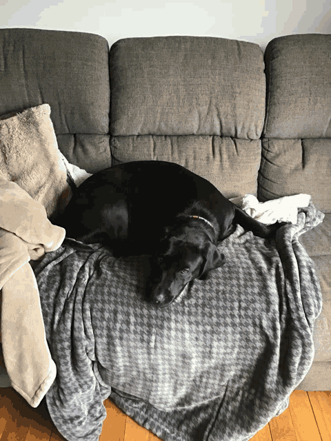 a black dog laying on a couch with blankets