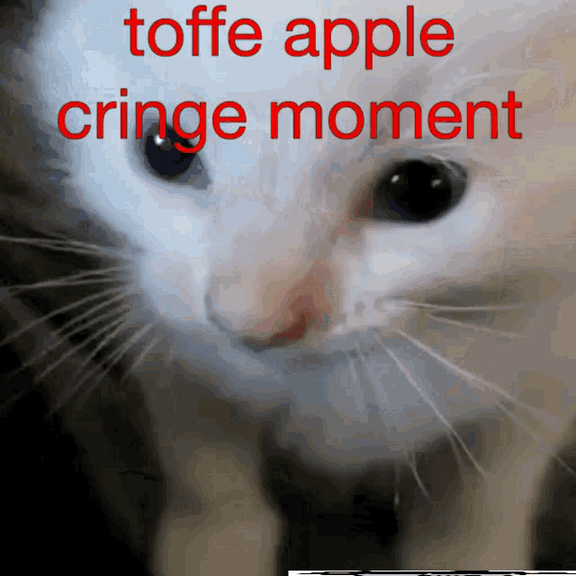 a close up of a cat 's face with the words toffe apple cringe moment above it