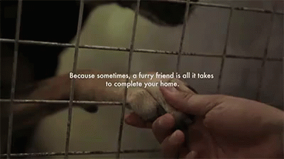 A Furry Friend Is All It Takes To Complete Your Home GIF - Adoption Adopt Dont Shop Pet Adoption GIFs