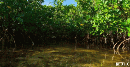 Lagoon Swamp GIF - Lagoon Swamp Mud GIFs