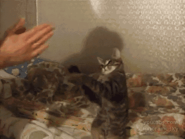 a cat is standing on its hind legs while a person holds its paw up