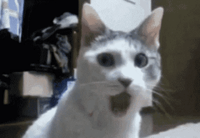 a white cat with a surprised look on its face is sitting on a bed .