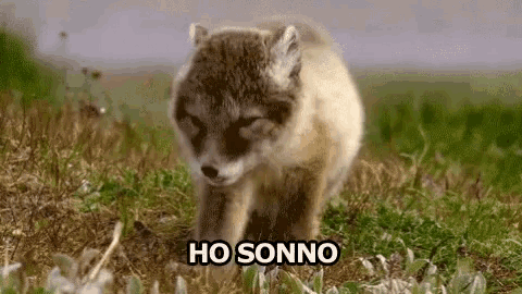 a fox cub is walking through a grassy field with the words ho sonno written on the ground .