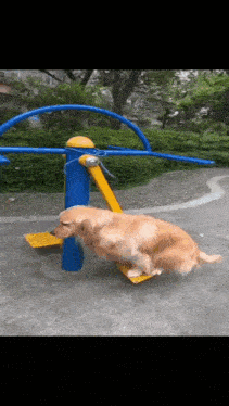 a dog is sitting on a yellow and blue machine in a park .