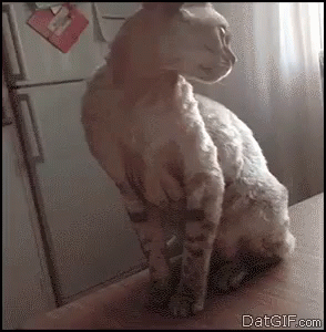 Cat Rejects Petting GIF - Pass Donttouchme Cat GIFs