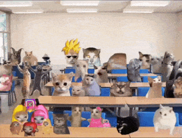 a classroom full of cats with one wearing sunglasses