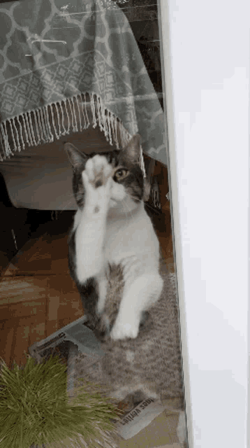 a cat is looking out of a window with a newspaper on the floor that says ' home visit ' on it