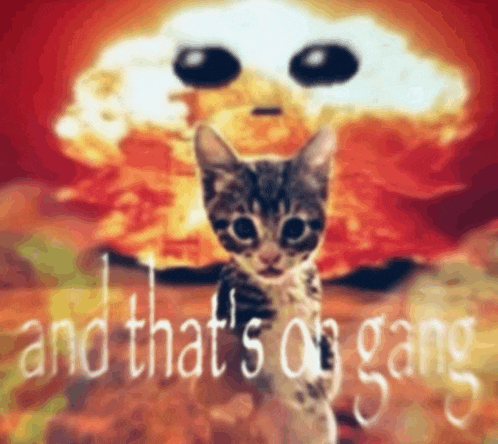 a cat is standing in front of an explosion with the words and that 's on gang written below it
