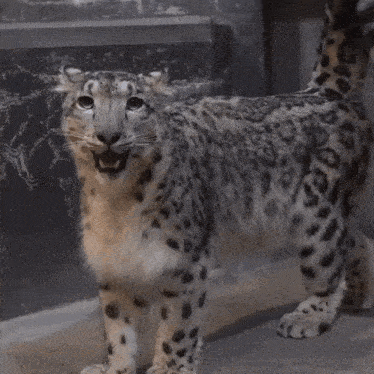 two snow leopards are standing next to each other on the ground