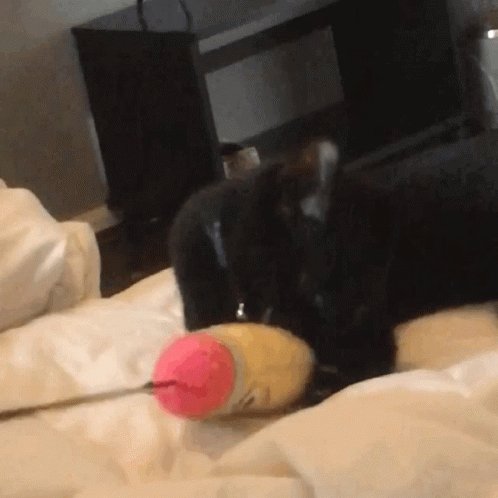 Black Cat Cute GIF - Black Cat Cute Kitten GIFs