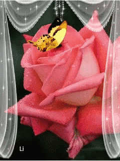 a butterfly is sitting on a pink rose in front of a window