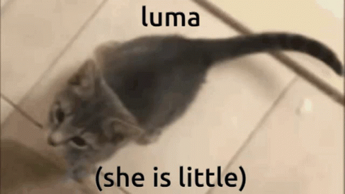 Luna Little GIF - Luna Little Cat GIFs