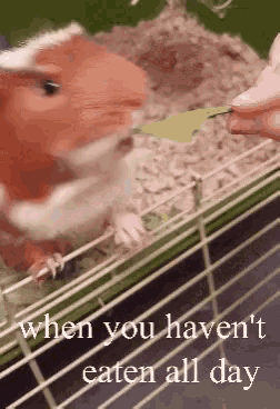 Hungry Guineapig GIF - Hungry Guineapig Salad GIFs
