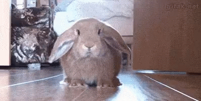 Bunny Scared GIF - Bunny Scared Jumpscare GIFs