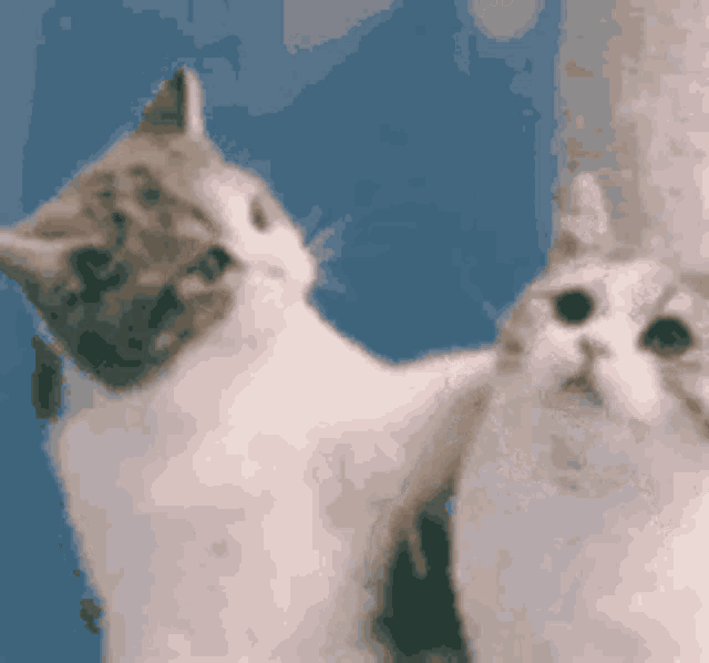 two cats are standing next to each other looking at each other