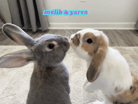 a couple of rabbits standing next to each other with the name melih & yaren on the bottom