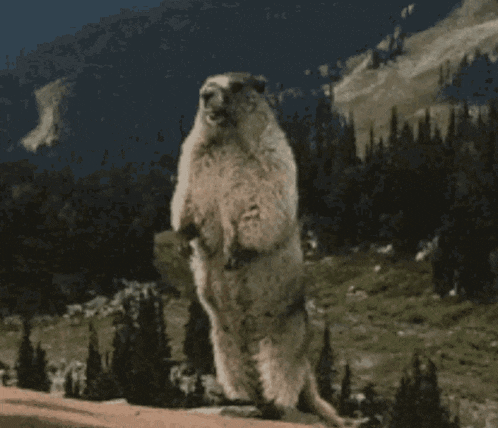 a picture of a ground squirrel with the words muffinda !!!