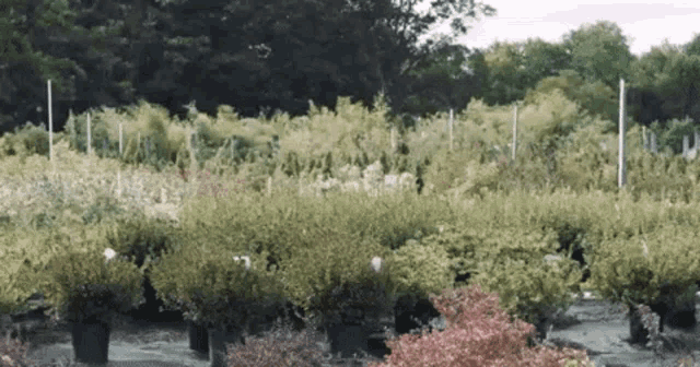 a row of potted plants in a garden