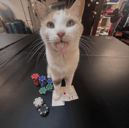 a cat sticking its tongue out next to poker chips