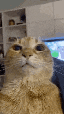 a close up of a cat 's face looking at the camera in front of a television .