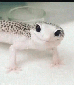 Wink Gecko GIF - Wink Gecko GIFs