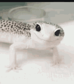 a white lizard with black spots on it 's skin is smiling
