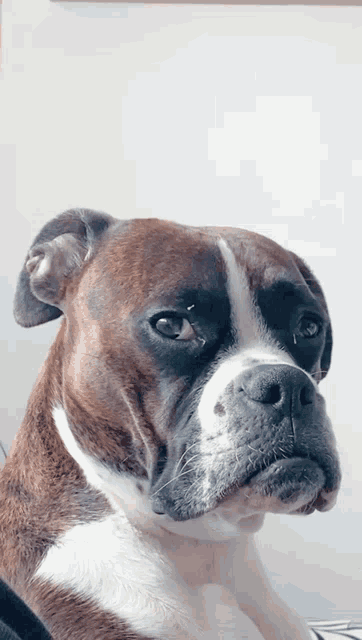 Boxer Young GIF - Boxer Young Perro GIFs