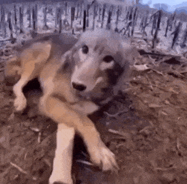 a dog that looks like a wolf is laying down on the ground .