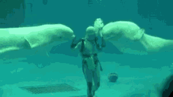 a scuba diver is standing next to two beluga whales in an aquarium .