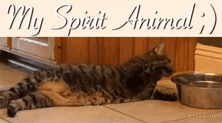 a cat laying on the floor next to a bowl of water with the words " my spirit animal " written above it