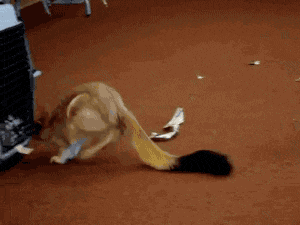 a dog is playing with a piece of paper in front of a crate