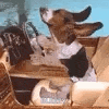 a dog is sitting in a cardboard box with its ears spread out .