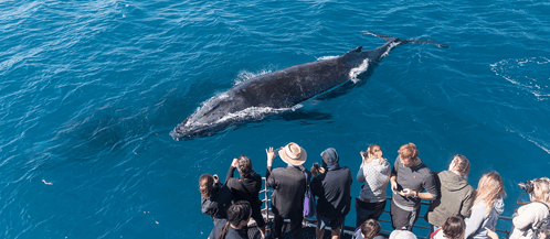 Whale Whale Watching GIF - Whale Whale Watching Sydney GIFs