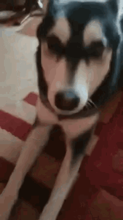 a husky dog is sitting on a red and white striped blanket on the floor and looking at the camera .