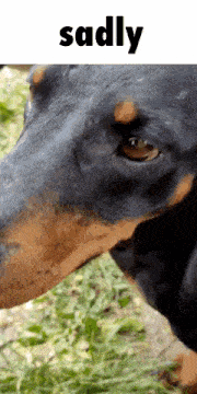 a close up of a dachshund 's face with the word sadly below it