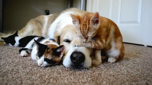 Family GIF - Dog Dogs Cats GIFs
