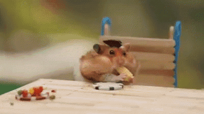 a hamster wearing a hat is eating a piece of food on a wooden table .