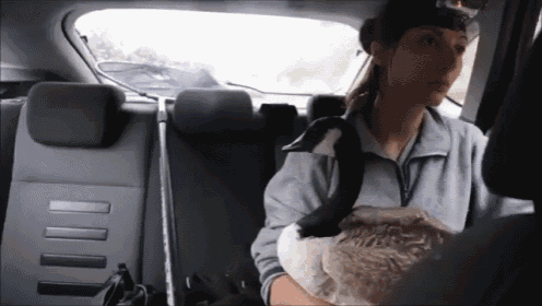 a woman in a car is holding a goose in her arms