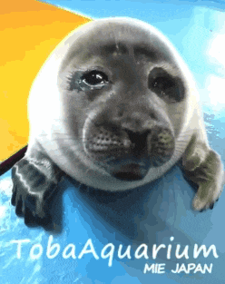 a picture of a seal with the words tobaaquarium mie japan on it
