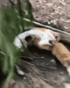 Fox Excited GIF - Fox Excited Itchy GIFs
