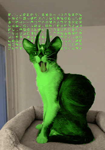 a green cat is sitting in a cat bed with chinese characters behind it